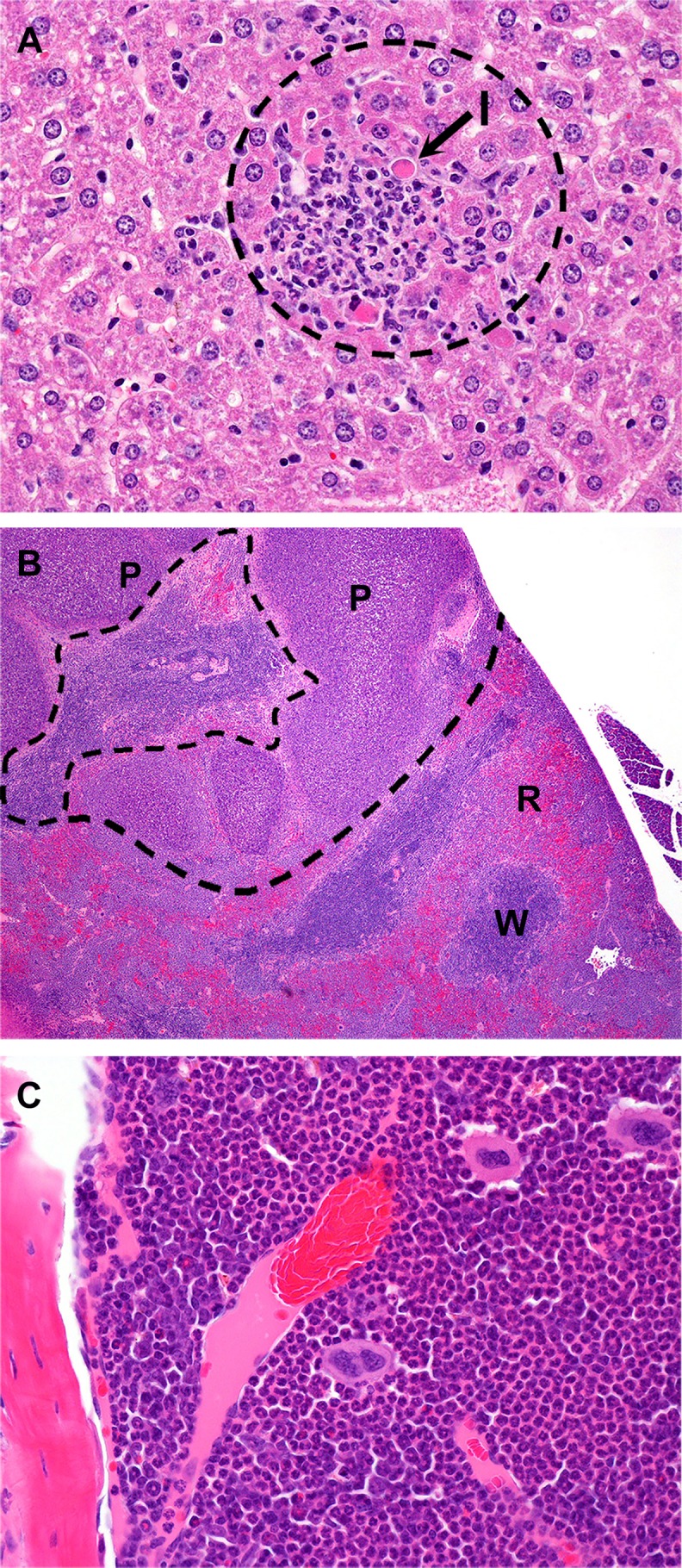 Fig 4