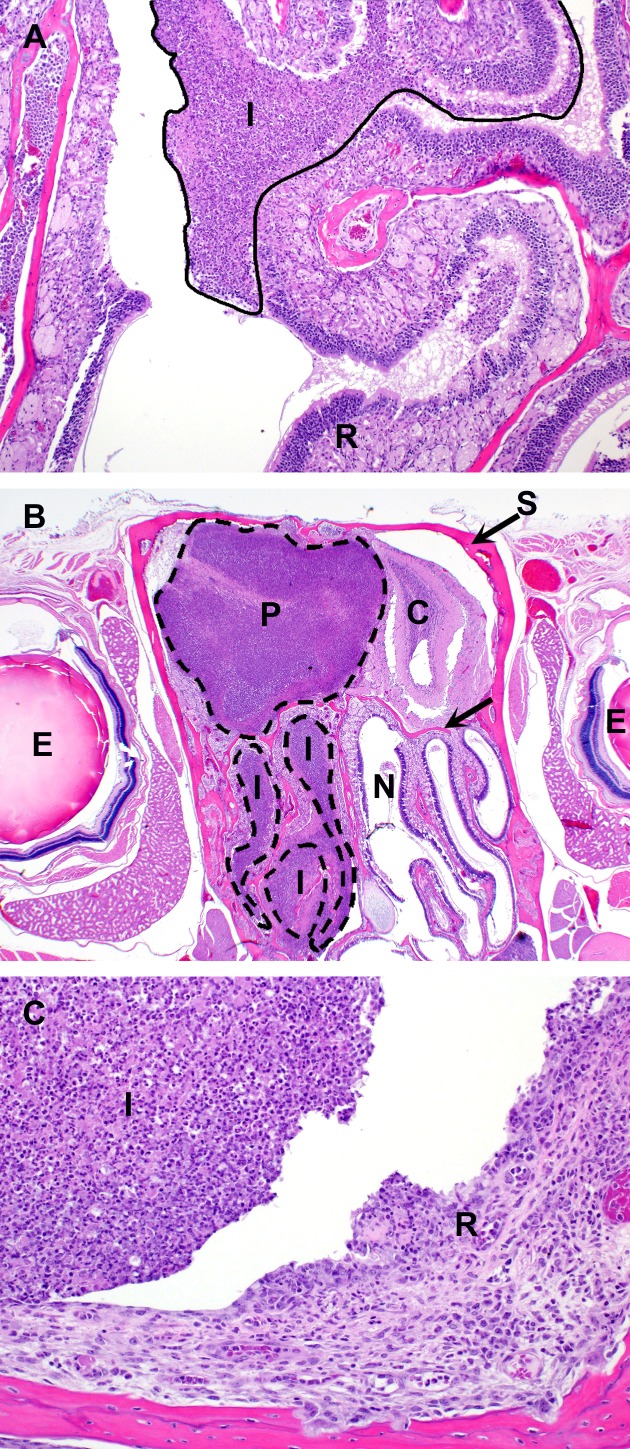 Fig 9