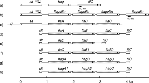 FIG. 1.