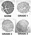 Figure 6: