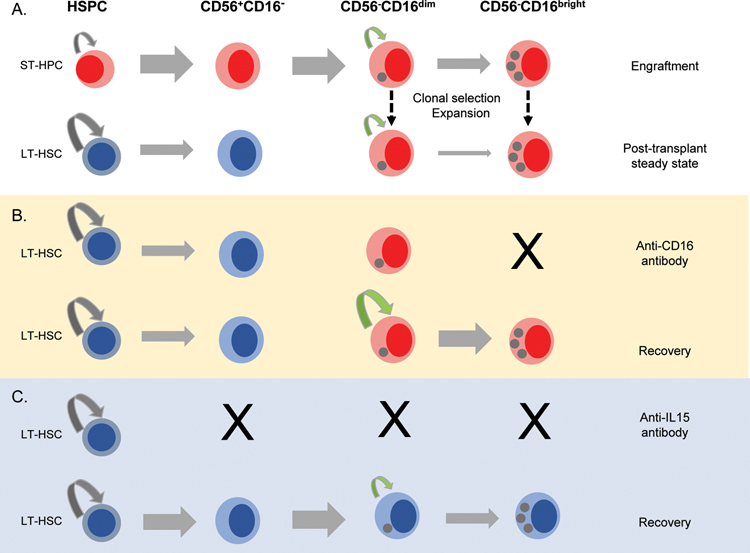 Figure 7: