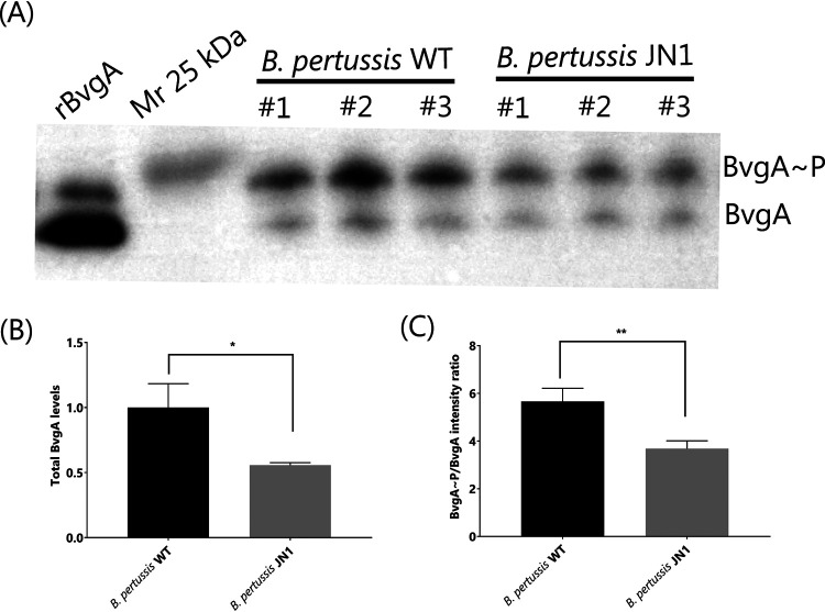 FIG 2