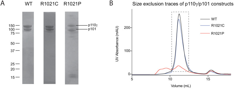 Figure 1—figure supplement 2.