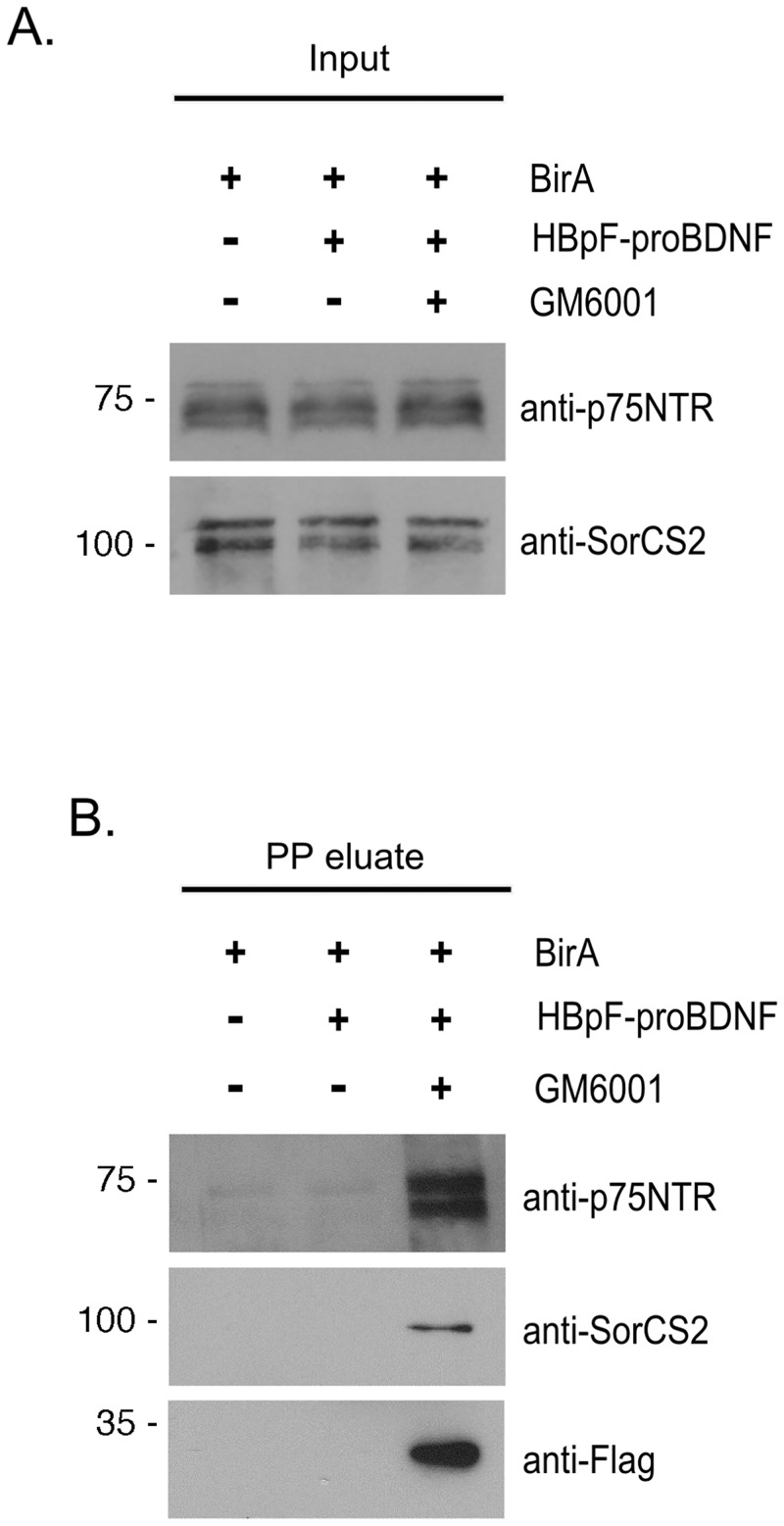 Fig 7