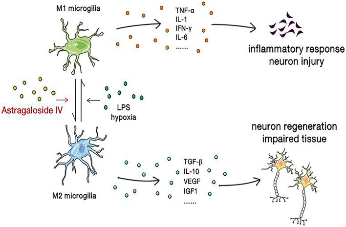 FIGURE 4