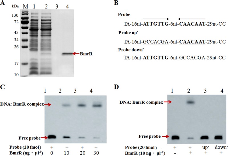 FIG 3