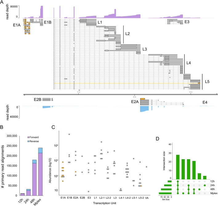 HAdV-F41 transcriptome reconstruction using NAGATA. Transcript map, strand bias, transcription abundance, and quantification of identified transcripts at each time point are shown.