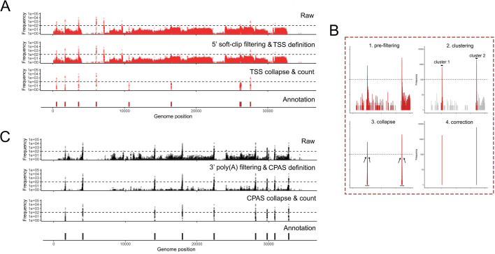 Illustrations showing effect of pre-filtering in NAGATA that refines gene start and end sites, TSS, and CPAS by removing suspect alignments with missing 5′ ends or lacking poly(A) tails and merging nearby positions.