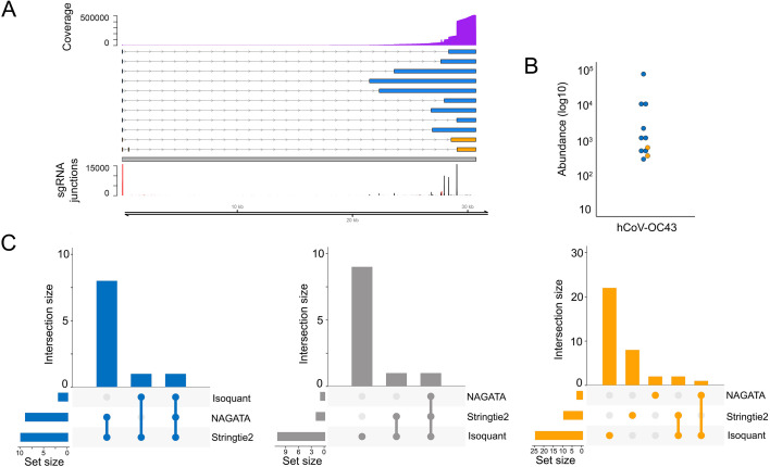 HCoV-OC43 transcriptome reconstruction with NAGATA. Transcript classification and locations of viral elements, quantification of transcript abundance, and comparative analyses against other softwares are shown.