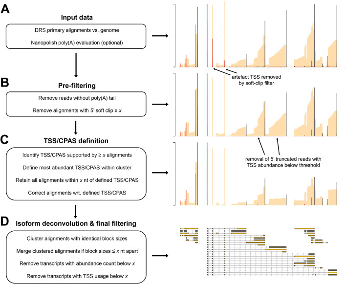 Flowchart with illustrations describing DRS data processing, refining of TSS and CPAS based on read alignments, removal of unreliable alignments, differentiation of transcript isoforms, and removal of low-abundance ones.