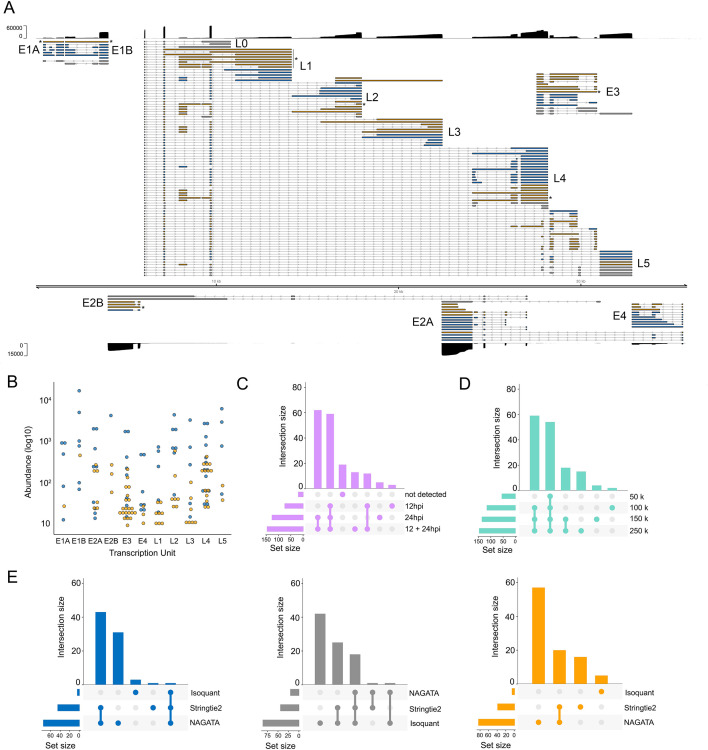 Ad5 transcriptome reconstruction using NAGATA. Transcript classification, quantification of abundance and how many are identified across time points and with less data, and comparison of NAGATA to other software for finding transcripts are featured.