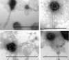 FIG. 2.