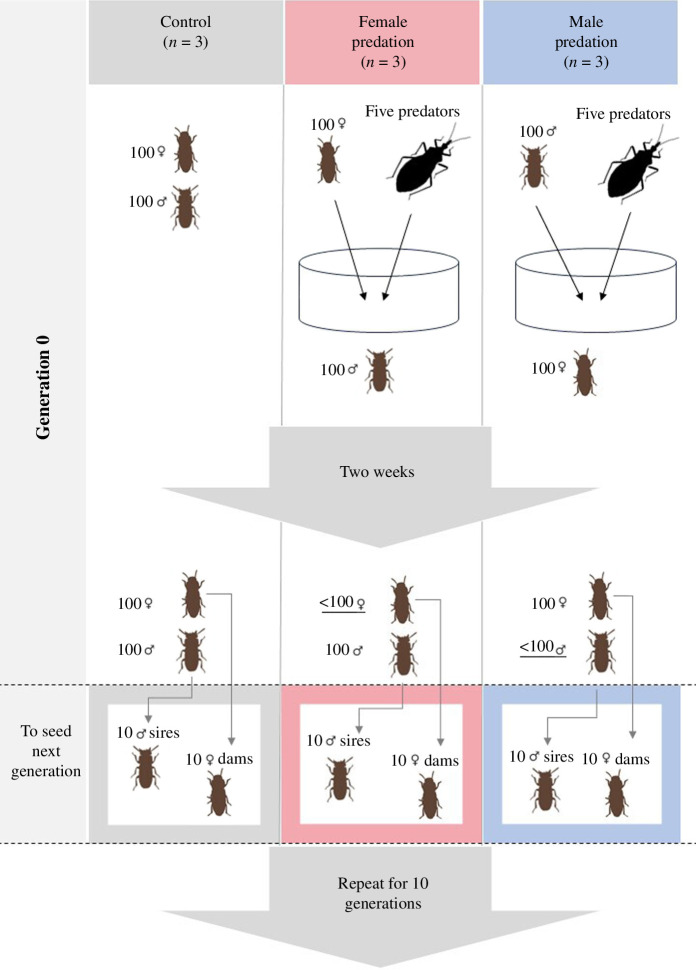 Diagram of the experimental evolution protocol.