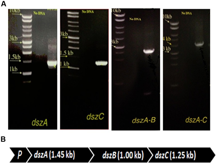 FIGURE 4