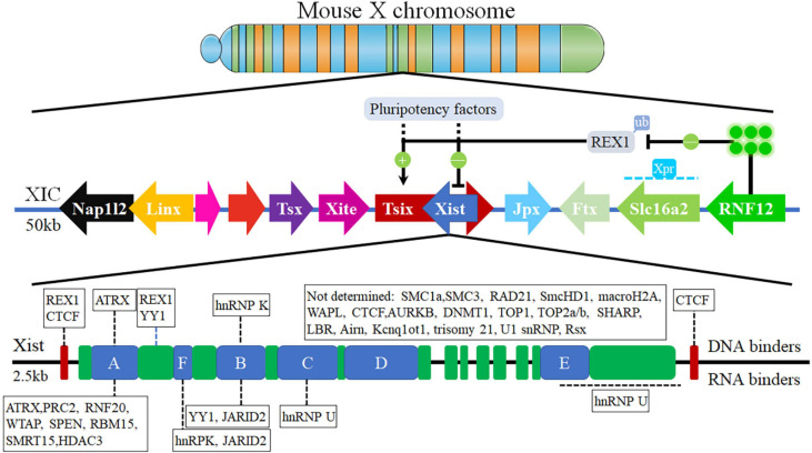 FIGURE 1