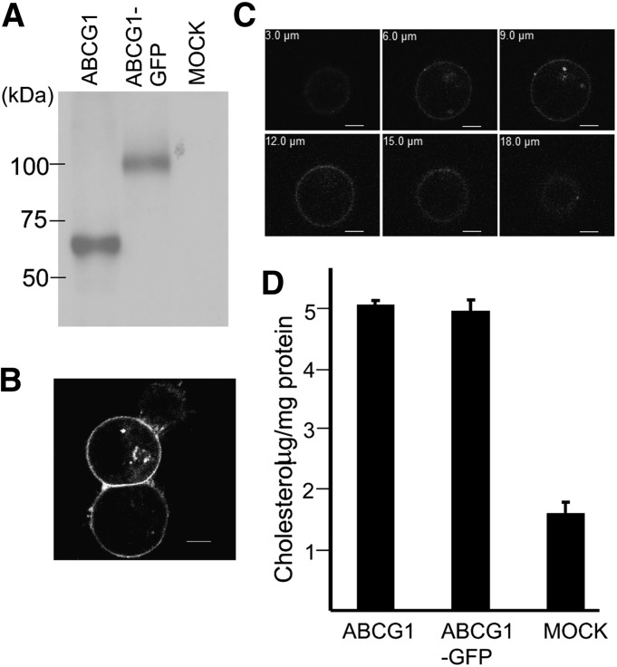 Fig. 1.