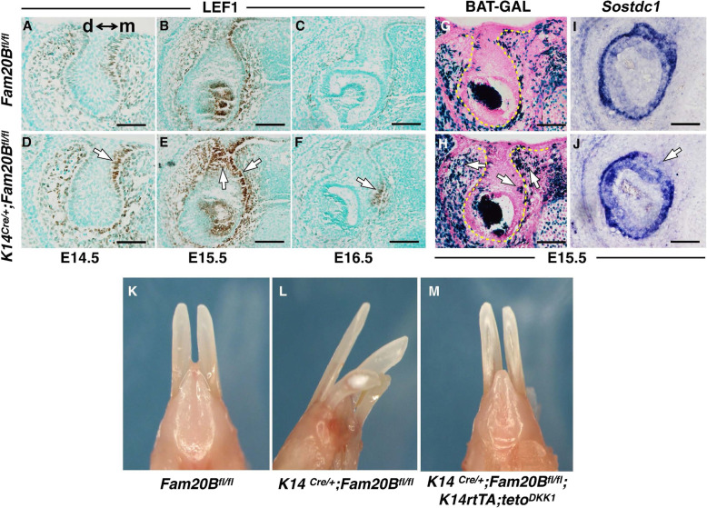 Fig. 8