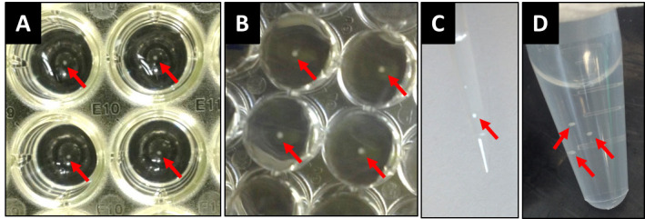 Figure 2.