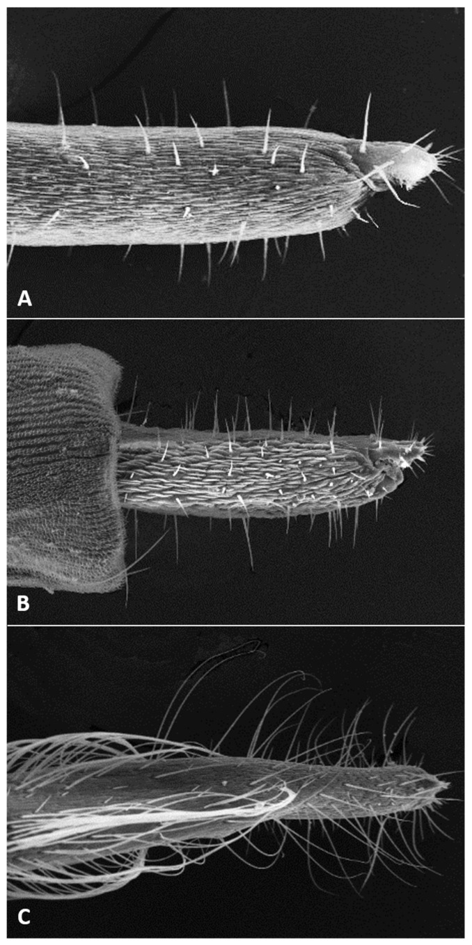 Figure 7