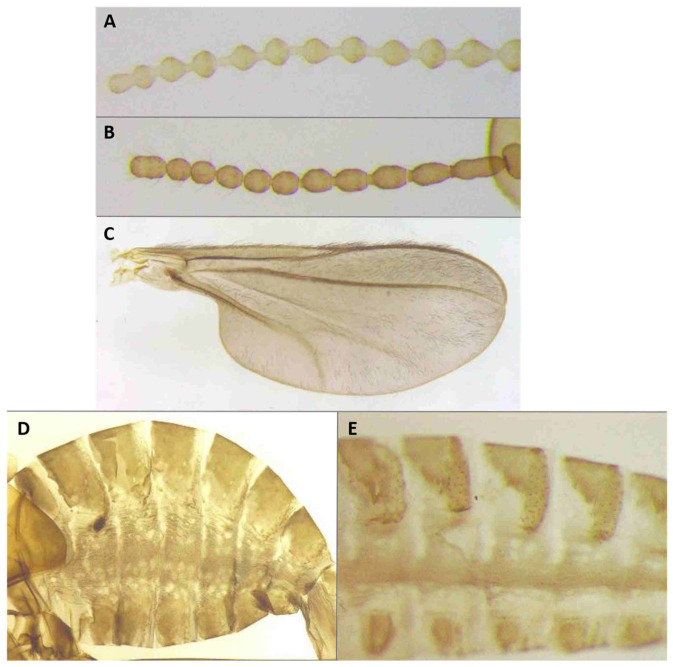 Figure 22