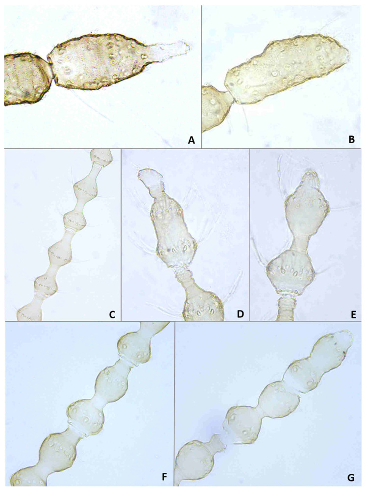 Figure 14