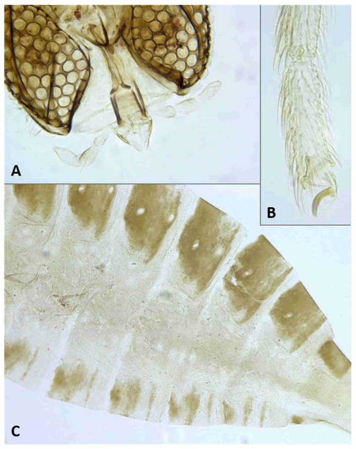 Figure 26