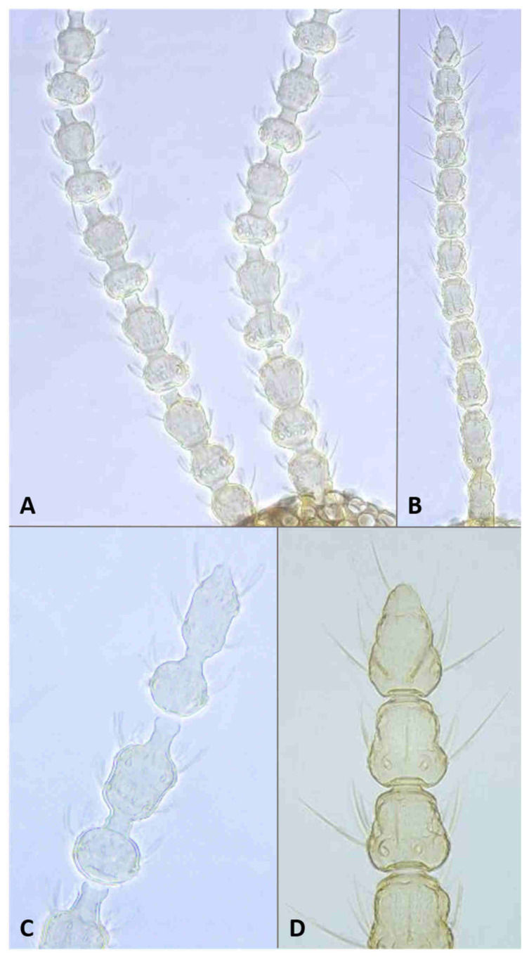 Figure 25