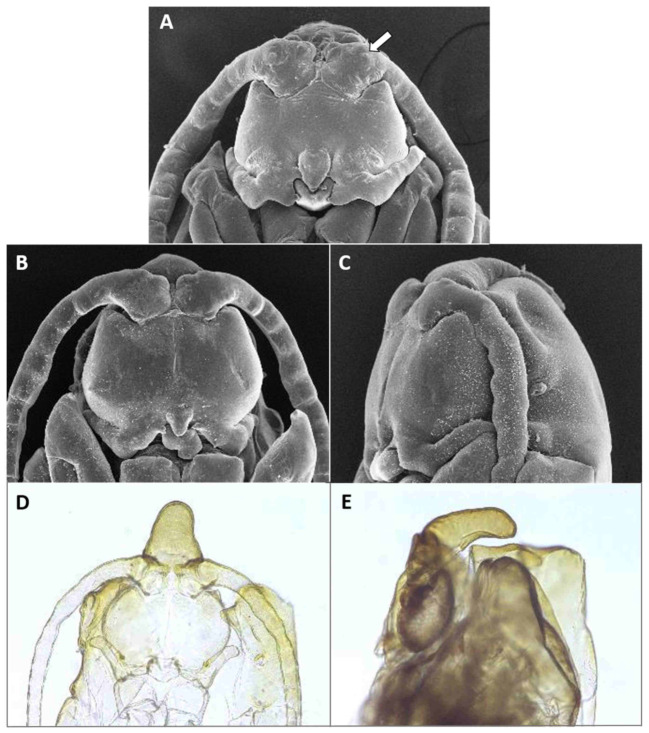 Figure 23