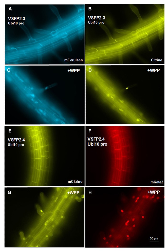 FIGURE 4