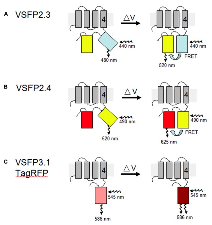 FIGURE 2