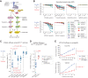 Figure 1. MTX-216 blocks tumor growth in NF1LoF melanomas in vitro and in vivo. A, A simplified schematic illustration of the function of NF1 in the context of RAS-mediated activation of ERK and PI3K/mTOR signaling. The nominal targets for kinase inhibitors tested in this study are highlighted. B, Dose-dependent changes in normalized growth rates (a.k.a DIP rates) across cell lines with different NF1/BRAF/NRAS mutation status or primary epidermal melanocytes. The average net growth rates for each condition were calculated from measurements of live cell count (across two replicates) at four timepoints (including 1, 3, 5, and 7 days). Inhibitor maximal effect (Emax), defined as the normalized growth rate evaluated at the highest tested concentration, of different inhibitors across NF1LoF melanoma cell lines (C) and between NF1LoF cell lines and NF1WT cells, including two BRAFV600E melanoma cell lines and primary melanocytes (D). Statistical significance was determined by two-sided, paired-sample t test (C) or two-sided, two-sample t test (D). E, Mice bearing xenografts of COLO792 cells (top) and WM3918 cells (bottom) were treated with MTX-216 or vehicle for a period of 20 and 11 days, respectively, to determine the effect on tumor growth. Tumor volume data represent mean values ± SEM across 4 mice per group (in case of COLO792) or 5 mice per group (in case of WM3918). Statistical significance was determined by two-way ANOVA.