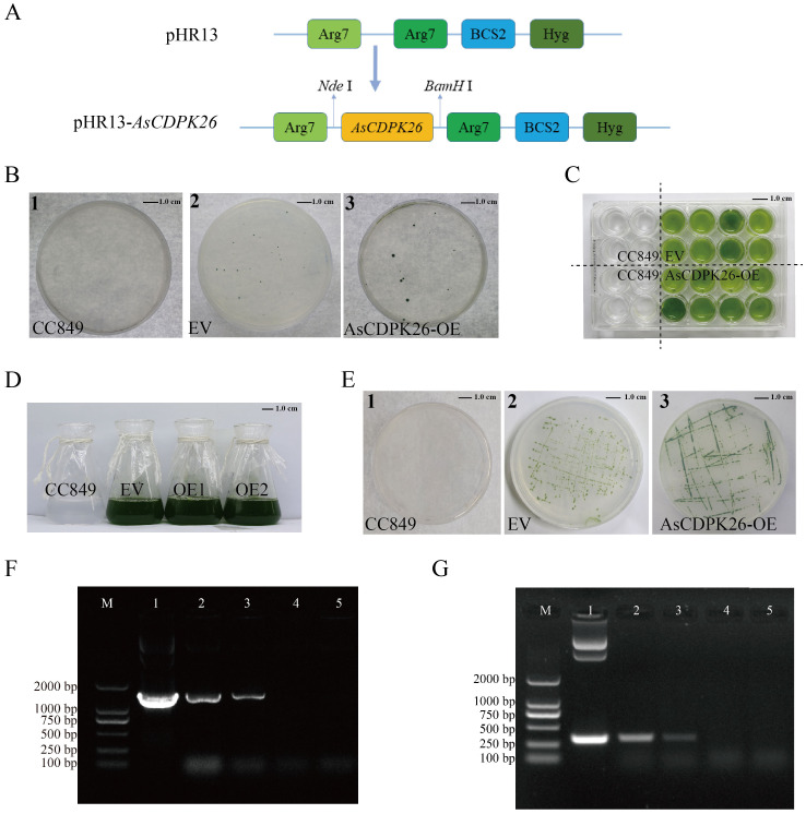 Figure 11