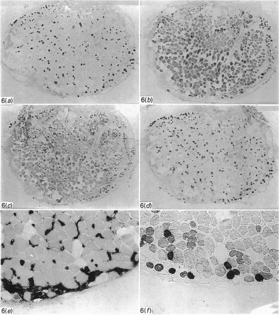 Fig. 6 (cont.)