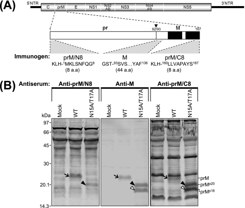 FIG. 8.