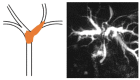 Figure 22