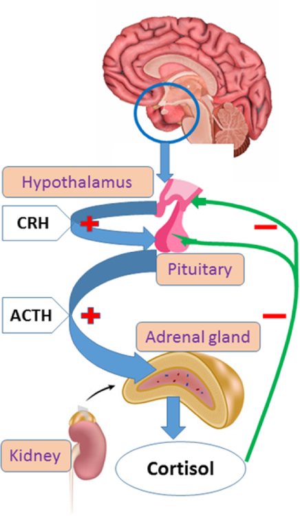 Figure 1.