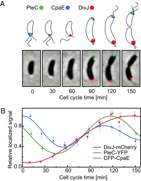 Fig. 1.