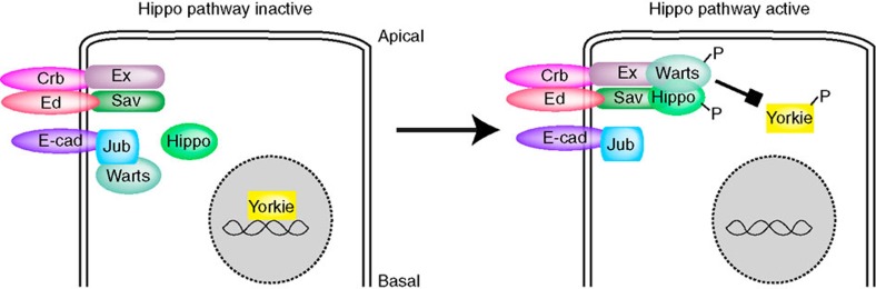 Figure 7