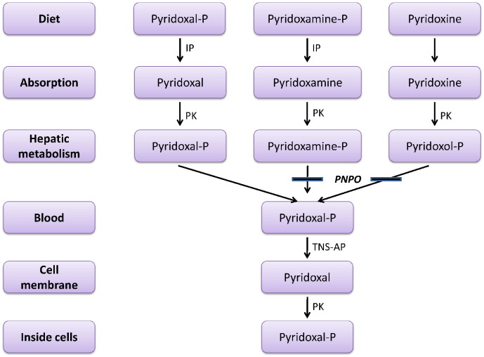 Fig. 1