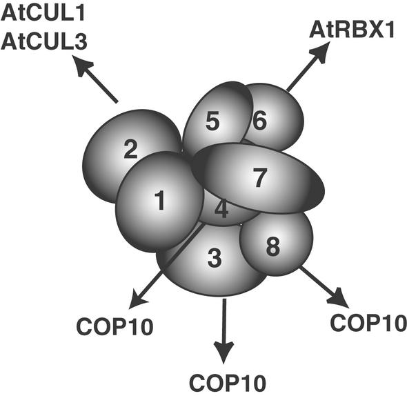 Figure 8.