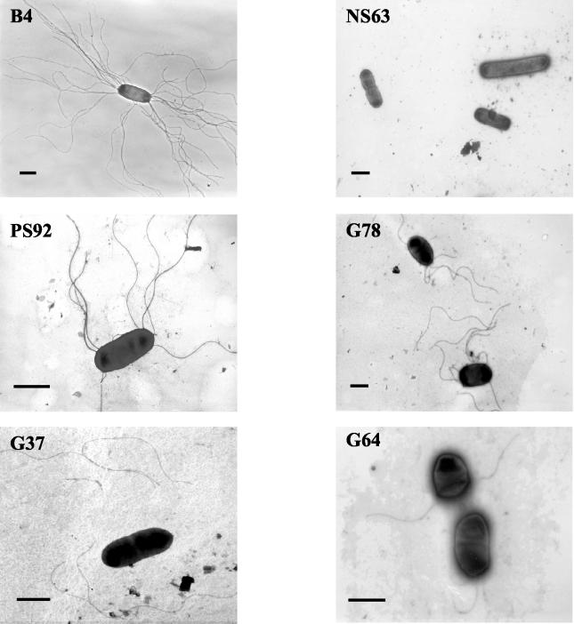 FIG. 2.