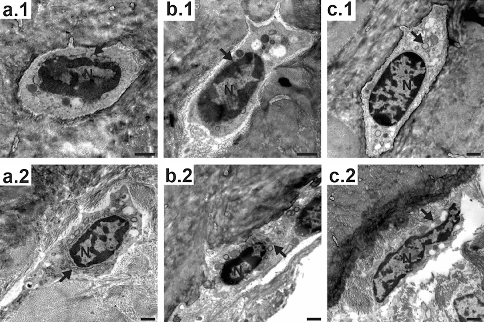 Fig. 5