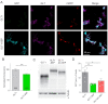 Figure 1—figure supplement 2.