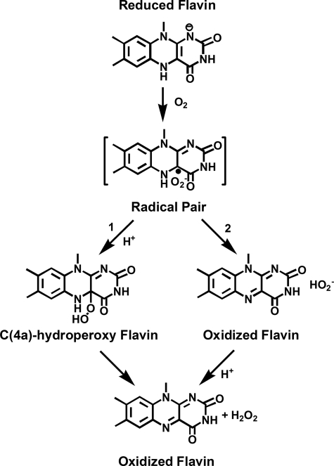 FIGURE 1.