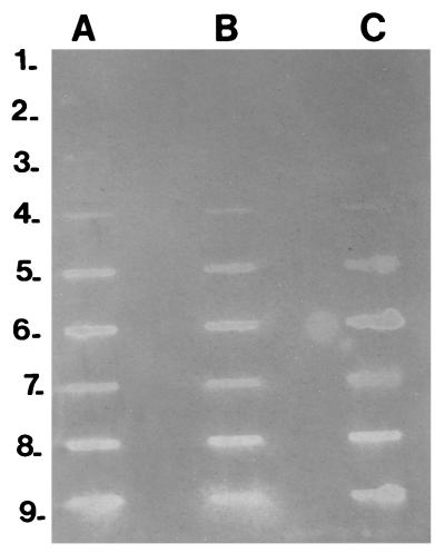 FIG. 7