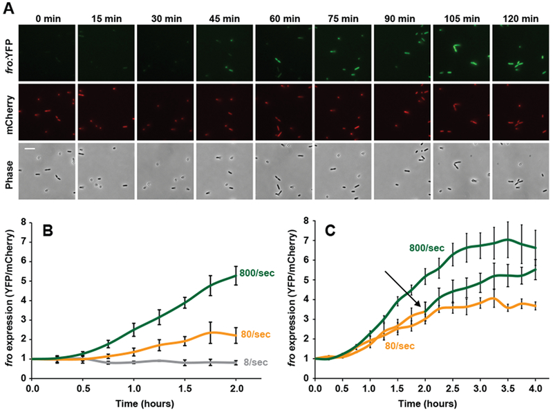 Fig. 2: