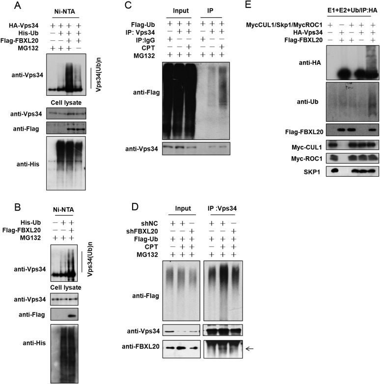 Fbxl Mediated Vps Ubiquitination As A P Controlled Checkpoint In