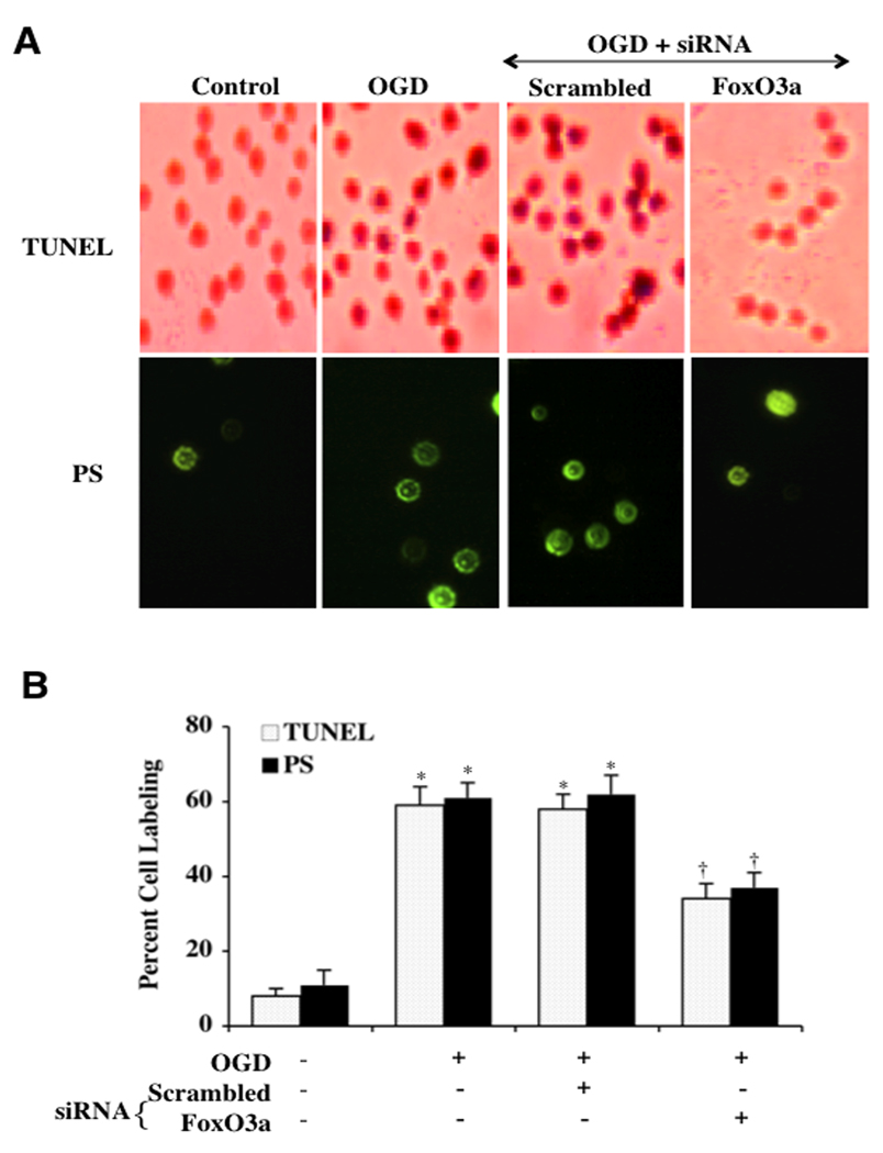 Fig. (5)