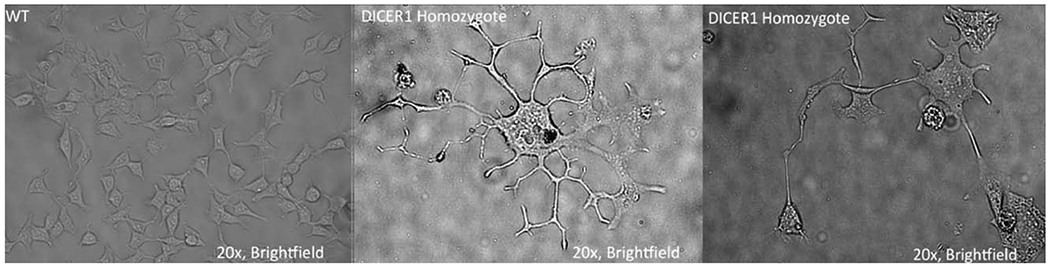 Fig. (6).