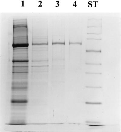 FIG. 1